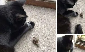 70 Hilarious Cat Memes Shared By This Page With The Pawtential To Turn Your Day Around