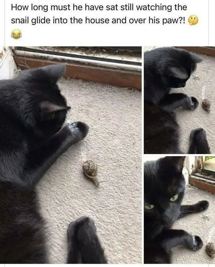 Cats Being Cats: 70 Funny And Wholesome Posts We Found On This Instagram Page