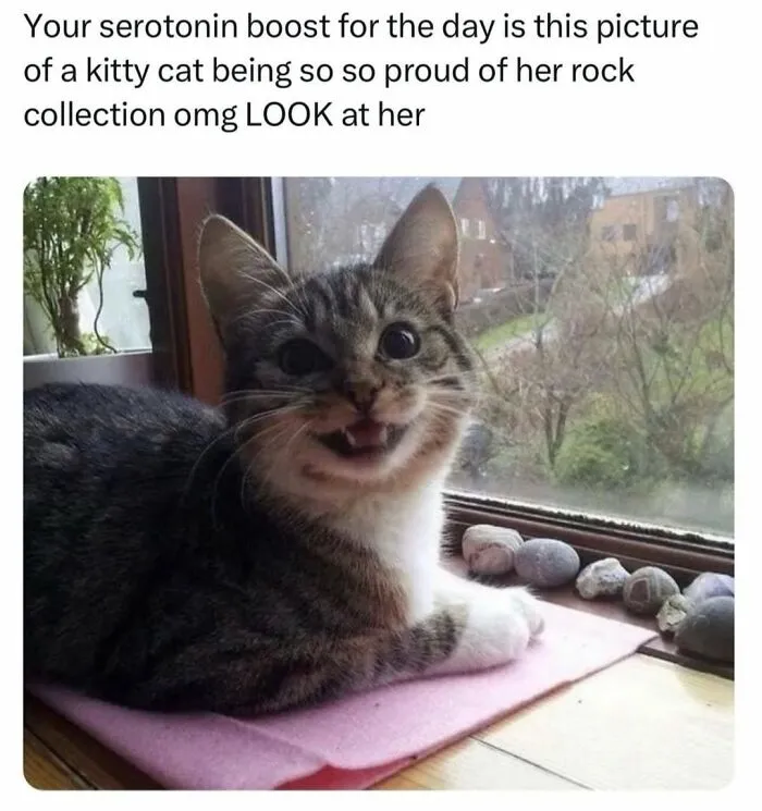 70 Funny Cat Memes Shared By This Page To Send Your Furry Friend And Lift Your Spirits