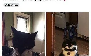 70 Funny Cat Memes Shared By This Page To Send Your Furry Friend And Lift Your Spirits