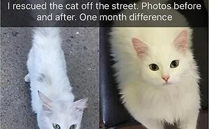 70 Funny Cat Memes Shared By This Page To Send Your Furry Friend And Lift Your Spirits