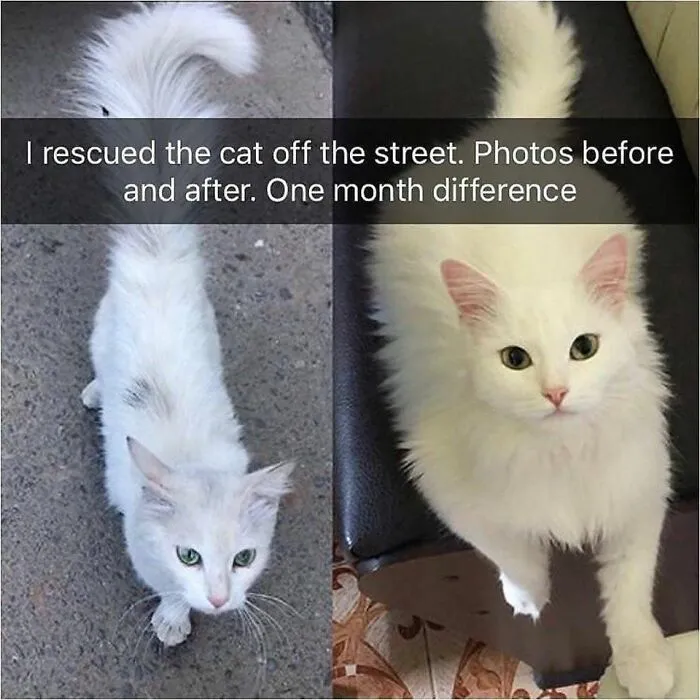 Cats Being Cats: 70 Funny And Wholesome Posts We Found On This Instagram Page