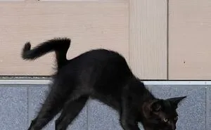 50 Black Cats Caught In Funny, Curious, And Unexpected Moments By Masayuki Oki