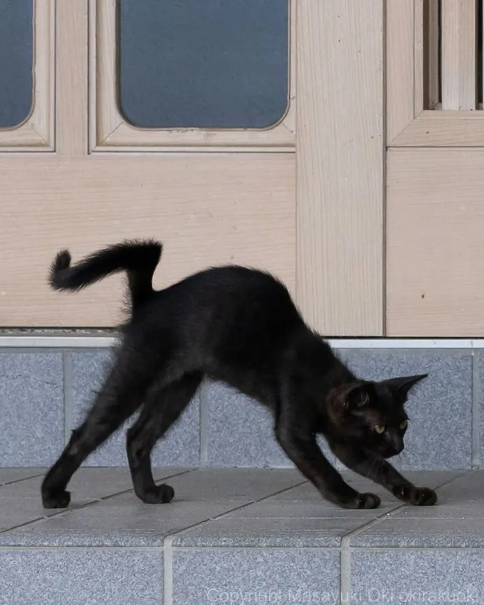 50 Black Cats Caught In Funny, Curious, And Unexpected Moments By Masayuki Oki