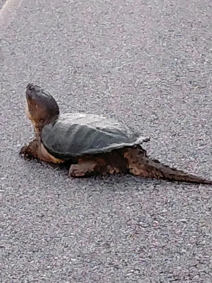 Close-up of a wildlife turtle crossing a textured road