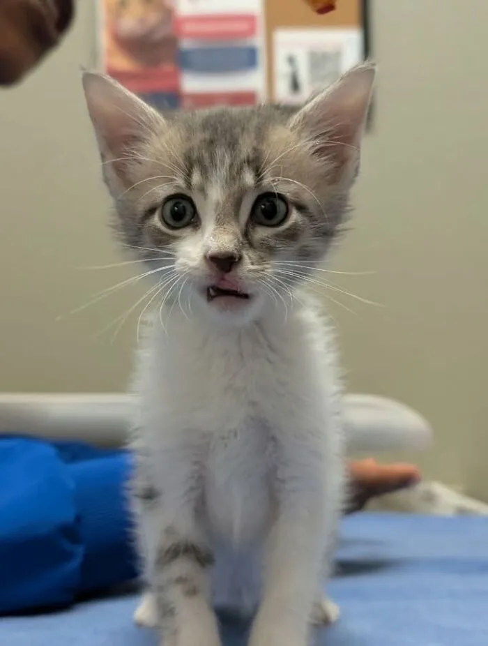 This Page Shared 45 Pics Of Cats Who Turned Routine Vet Visits Into Comedy