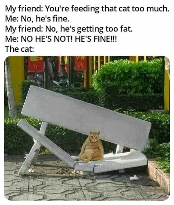 70 Funny Cat Memes Shared By This Page To Send Your Furry Friend And Lift Your Spirits