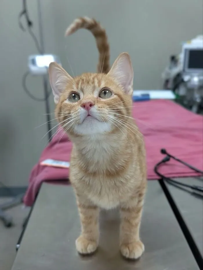 This Page Shared 45 Pics Of Cats Who Turned Routine Vet Visits Into Comedy