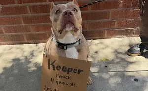 44 Adoptable Dogs With Funny Signs That Show Off Their Personalities, Shared By “Dog With Sign”