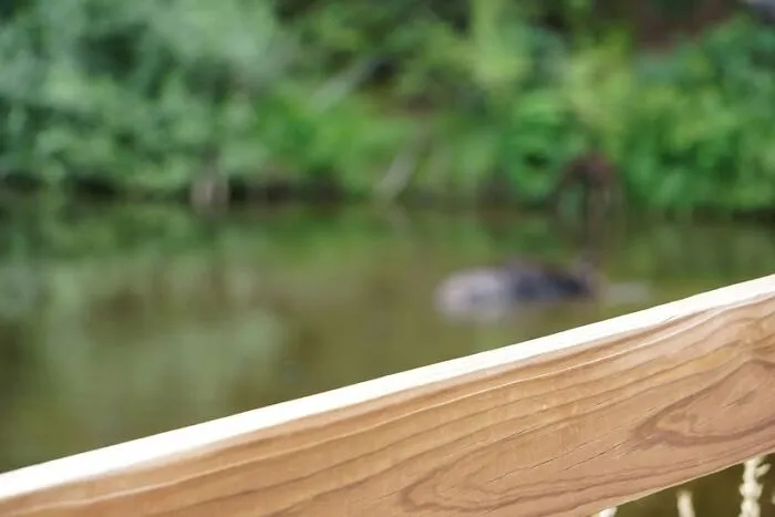 Blurry wildlife image with a wooden railing in foreground