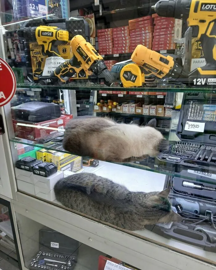 44 Times Cats Joined The Workforce And Immediately Became The Boss, As Shared By This Community