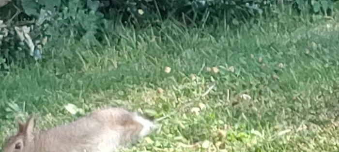 Wildlife photo showing a rabbit resting in the grass