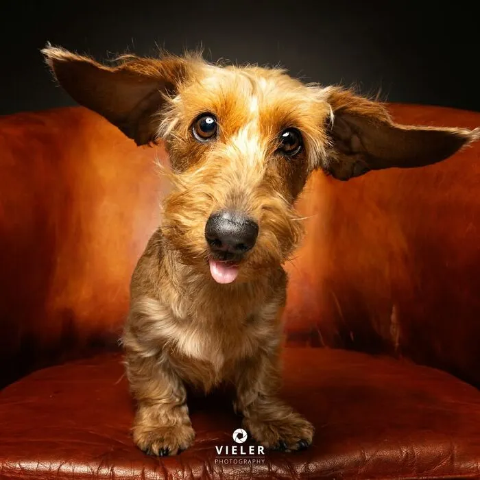 This Photographer Captured 41 New Portraits Of Senior Dogs Showing They Aged Gracefully