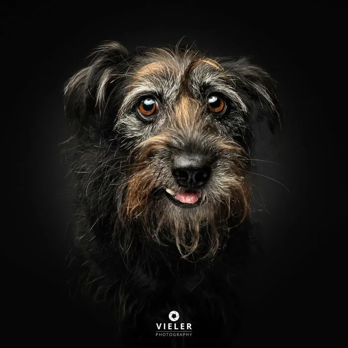 This Photographer Captured 41 New Portraits Of Senior Dogs Showing They Aged Gracefully