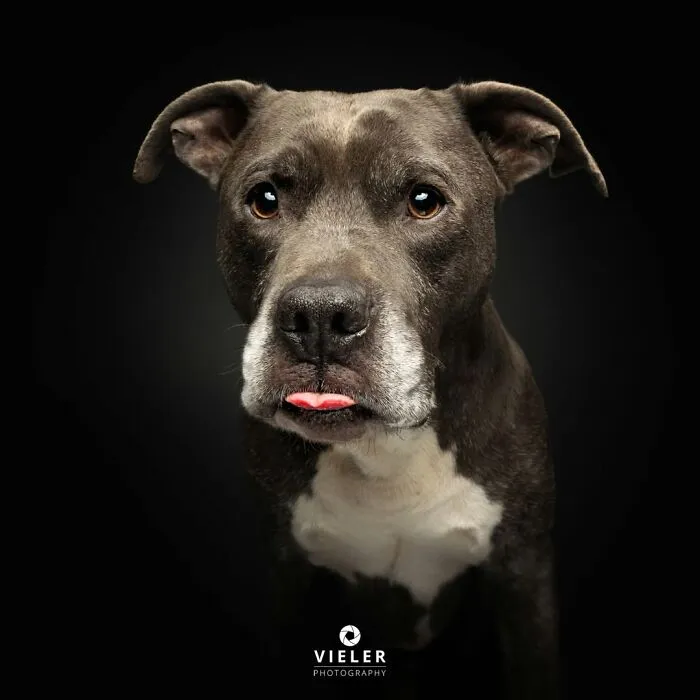 This Photographer Captured 41 New Portraits Of Senior Dogs Showing They Aged Gracefully