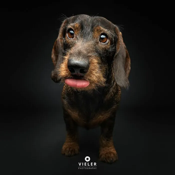 This Photographer Captured 41 New Portraits Of Senior Dogs Showing They Aged Gracefully