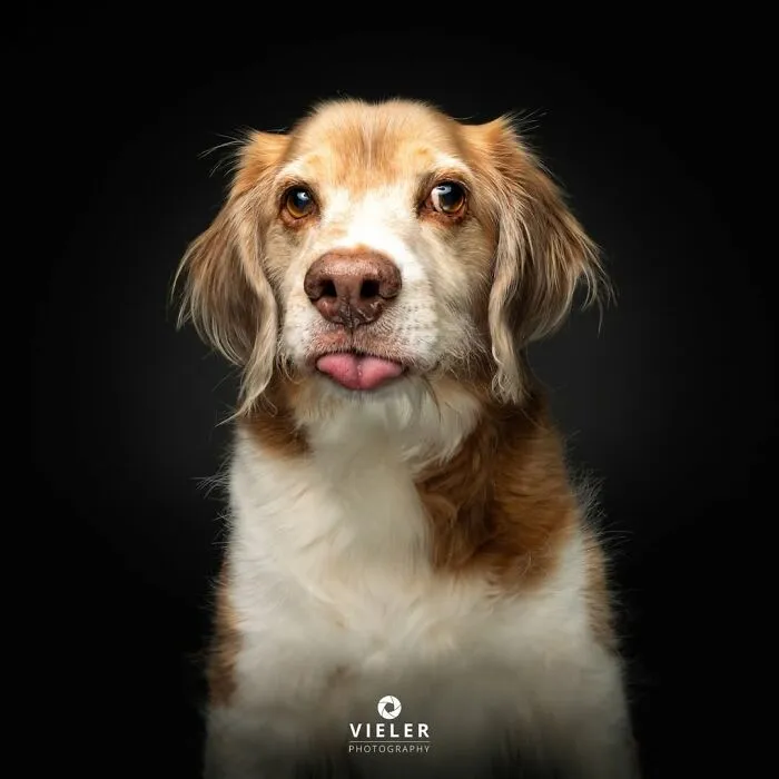 This Photographer Captured 41 New Portraits Of Senior Dogs Showing They Aged Gracefully