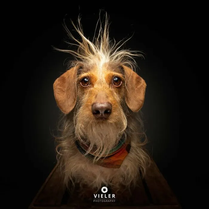 This Photographer Captured 41 New Portraits Of Senior Dogs Showing They Aged Gracefully