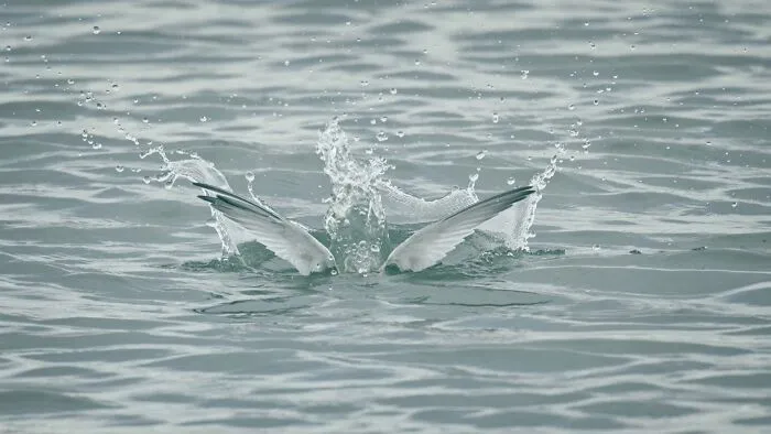 Wildlife bird diving into water with splash and spread wings