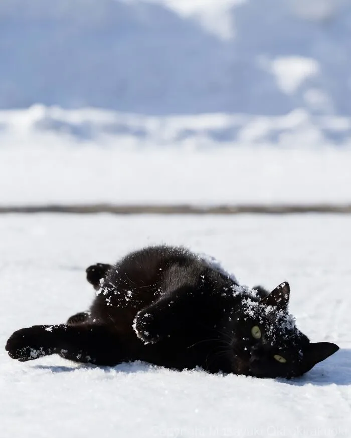 50 Black Cats Caught In Funny, Curious, And Unexpected Moments By Masayuki Oki