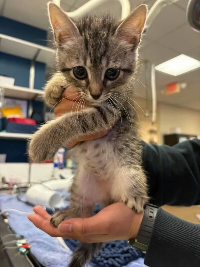 This Page Shared 45 Pics Of Cats Who Turned Routine Vet Visits Into Comedy