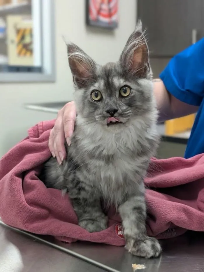 This Page Shared 45 Pics Of Cats Who Turned Routine Vet Visits Into Comedy