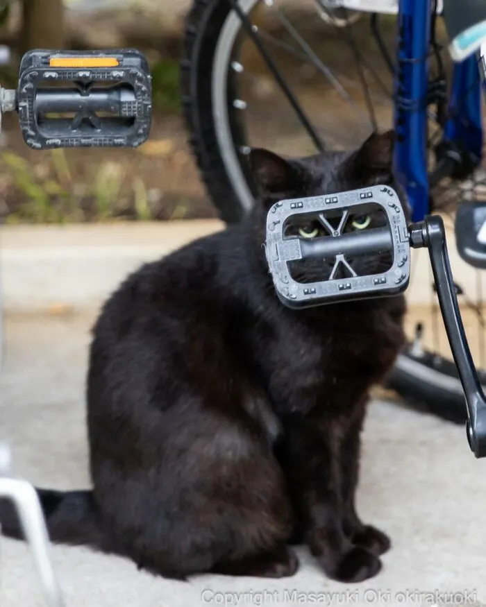 50 Black Cats Caught In Funny, Curious, And Unexpected Moments By Masayuki Oki