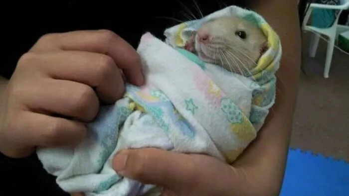 Small animal wrapped in blanket held in hands showing animals comedy talent