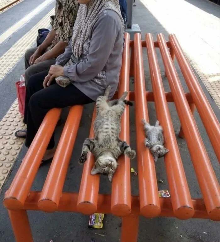 Two cats relaxing on an orange bench at a public place showcasing animal comedy moments