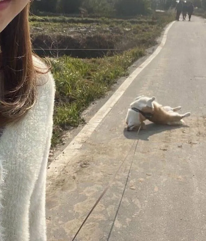 Dog lying on its back refusing to walk during a leash walk in a funny animal moment