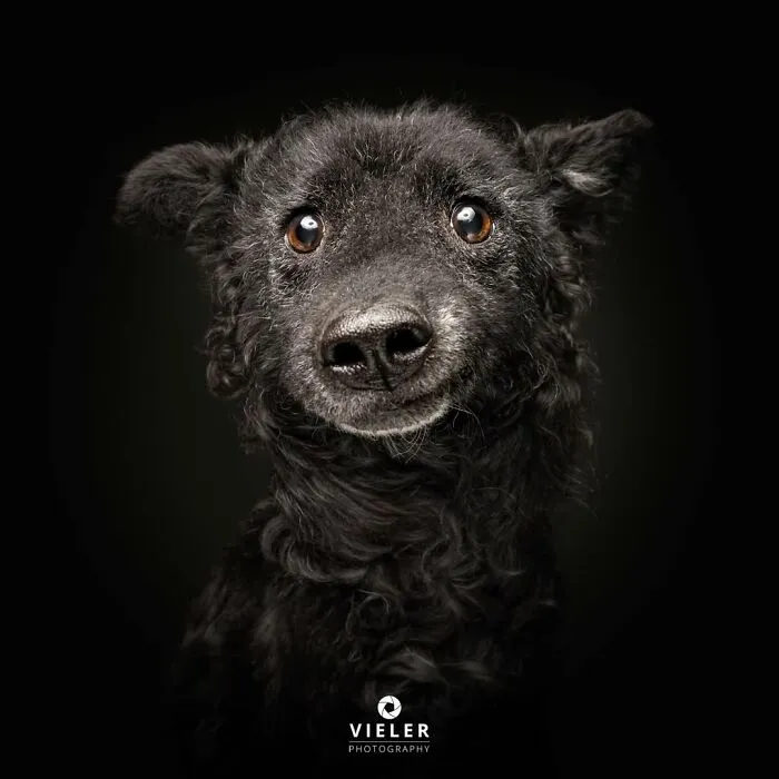 This Photographer Captured 41 New Portraits Of Senior Dogs Showing They Aged Gracefully