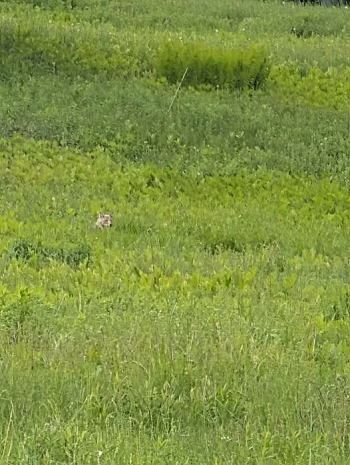 Hidden wildlife animal barely visible in tall green grass