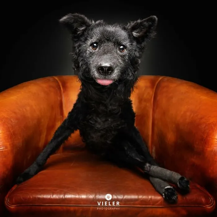 This Photographer Captured 41 New Portraits Of Senior Dogs Showing They Aged Gracefully