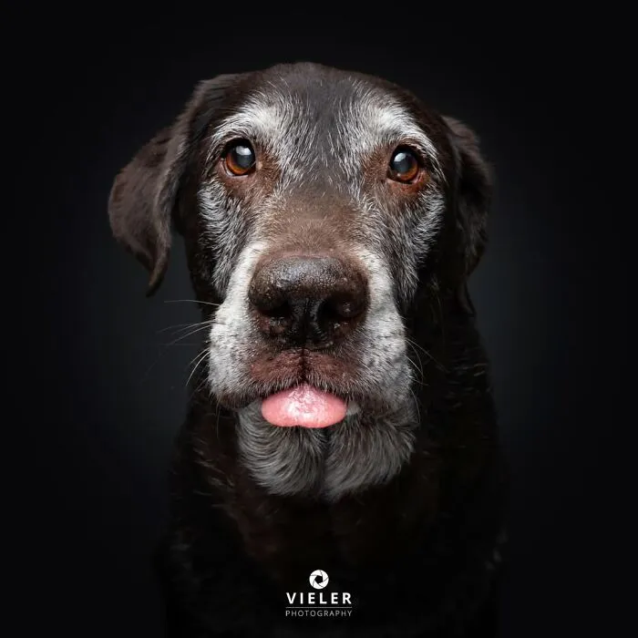This Photographer Captured 41 New Portraits Of Senior Dogs Showing They Aged Gracefully