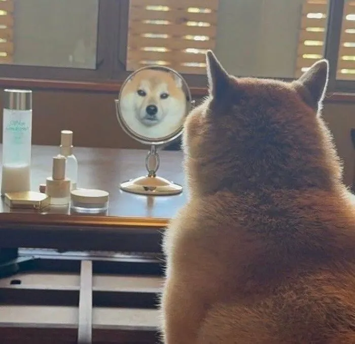 Dog looking at its reflection in a table mirror animals comedy