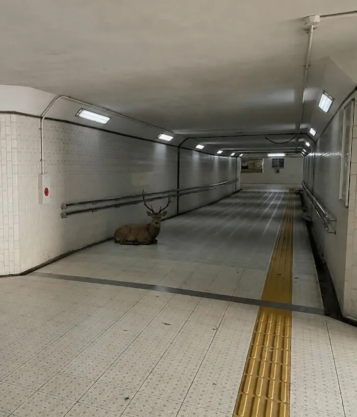 Deer sitting inside a tiled underground passageway animals comedy