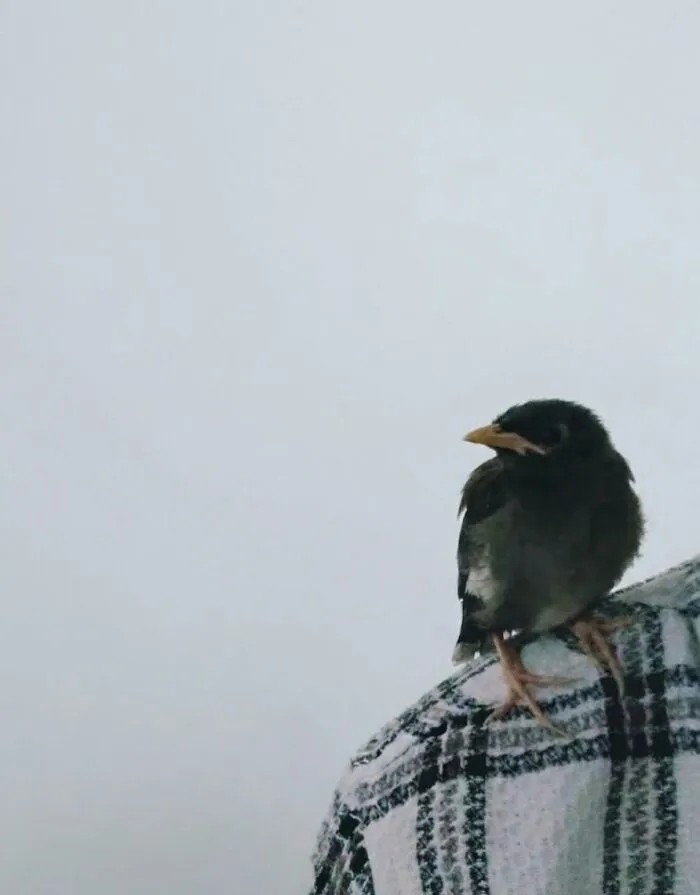 Small bird perched on shoulder in foggy weather showing animals comedy moments