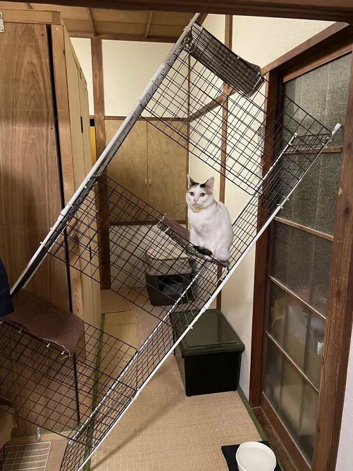 Cat sitting inside tilted cage showcasing funny animal behavior