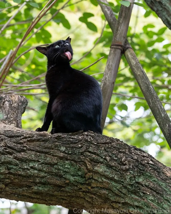 50 Black Cats Caught In Funny, Curious, And Unexpected Moments By Masayuki Oki
