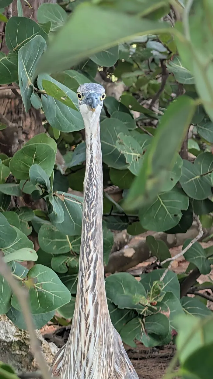 Close-up of wildlife bird with long neck peeking through green leaves