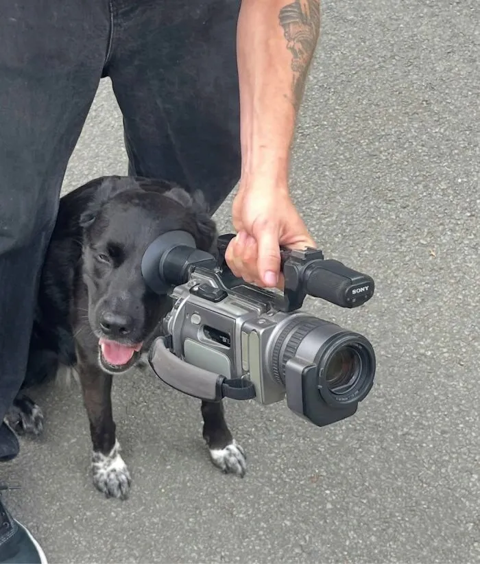 Dog peeking through video camera lens capturing animals comedy moments