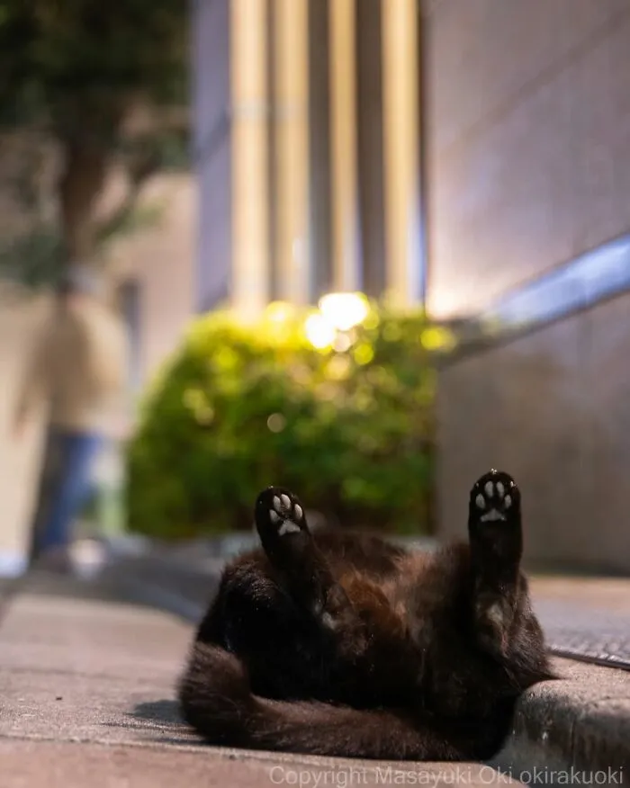 50 Black Cats Caught In Funny, Curious, And Unexpected Moments By Masayuki Oki