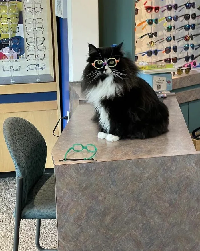 44 Times Cats Joined The Workforce And Immediately Became The Boss, As Shared By This Community
