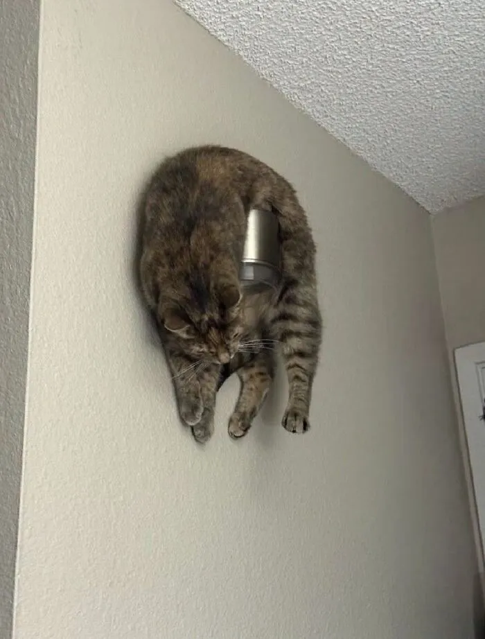 Cat awkwardly stuck hanging on a wall light fixture
