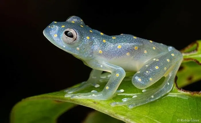 Glass Frog