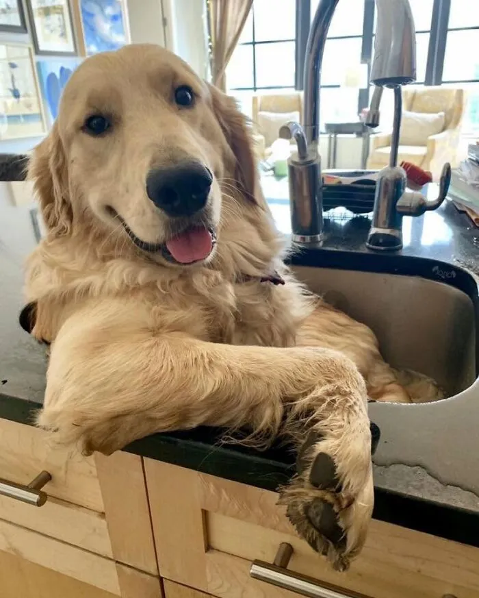 36 Pics Shared By ‘WeRateDogs’ That Show Pups Being Overly Dramatic About Bath Time