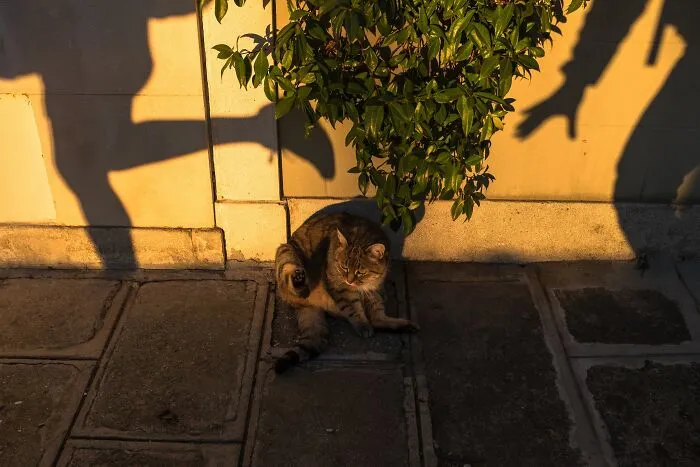 This Street Photographer Took 26 Pics Capturing Animals’ Odd And Hilarious Moments