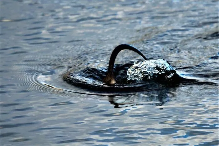 Wild aquatic bird diving underwater creating splash in wildlife photo