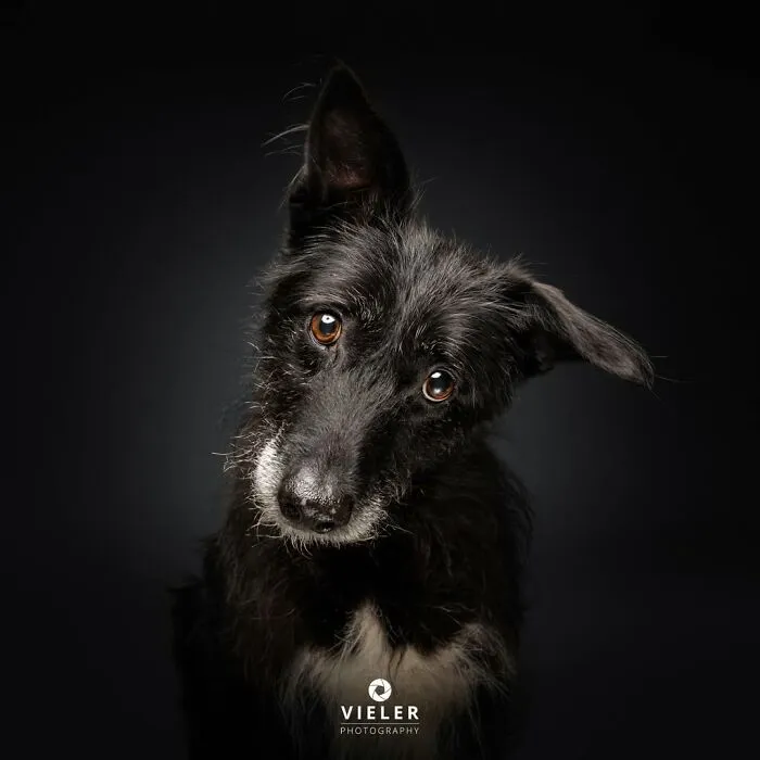 This Photographer Captured 41 New Portraits Of Senior Dogs Showing They Aged Gracefully