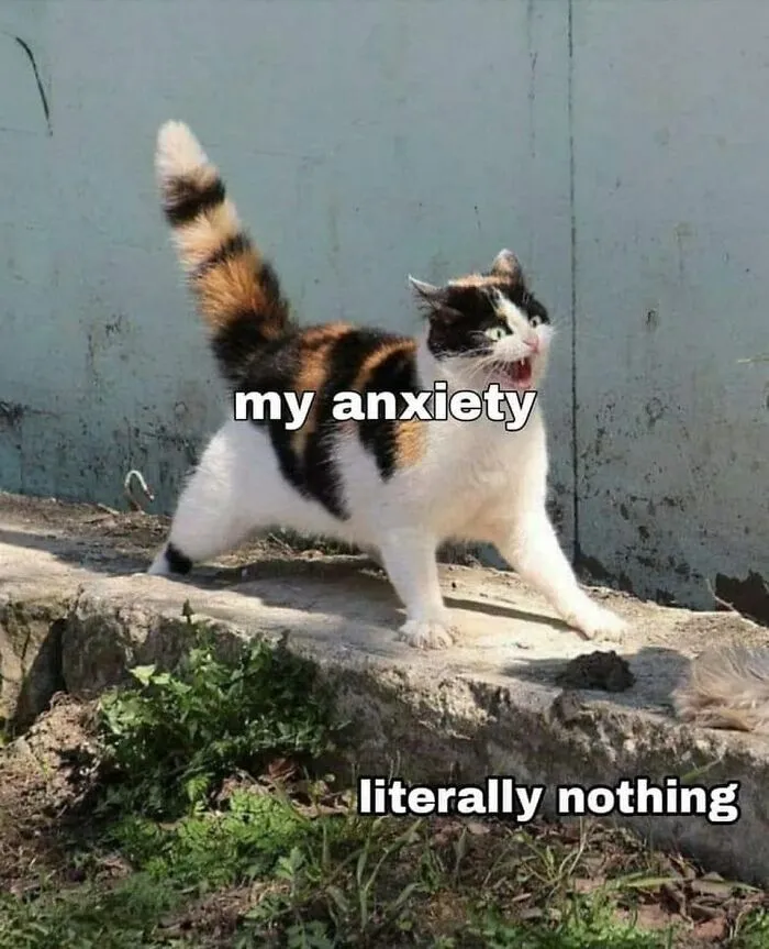 50 Hilarious Cat Memes That Perfectly Capture What It’s Like To Live With A Feline